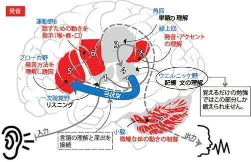 発音に関わる脳内の言語処理経路を示した図解（聴覚から発話までの流れ）